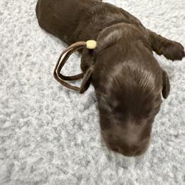 Brown Boy - Chocolate male Australian Labradoodle puppy in West Union, South Carolina from Golden Corner Labradoodles, LLC