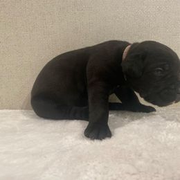 Gray - Black male Cane Corso puppy in Hallettsville, Texas from Gladiator Acres