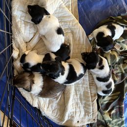 Dachshund Puppies from Weiner Dog Ranch
