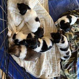 Dachshund Puppies from Weiner Dog Ranch
