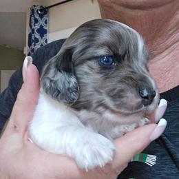 Black Dapple Piebald 2 - Dapple male Dachshund puppy in Port Charlotte, Florida from Vicki's Dachshund Crossing