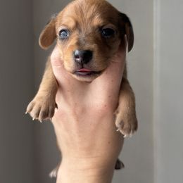 Dachshund Puppies from Sarah’s Dachshies