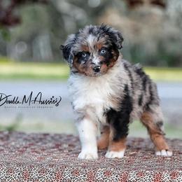 Cheyenne - Blue merle female Australian Shepherd puppy in Olivehurst, California from Double M Aussies