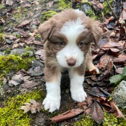 Brownie - Red tri-color male Australian Shepherd puppy in Grants Pass, Oregon from Carmel Mountain Aussies
