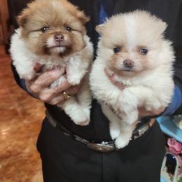 Pomeranian Puppies from La Belle Pomeranians