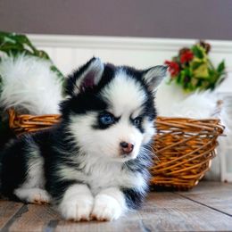 Pomsky Puppies from Arctic Star Pomskies