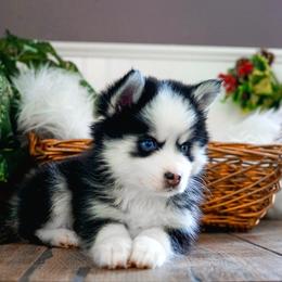 Pomsky Puppies from Arctic Star Pomskies