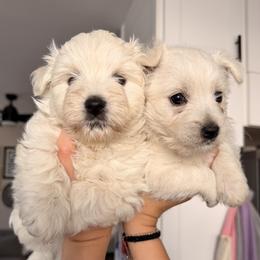 West Highland White Terrier puppies from Michelle's Westies