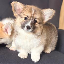 Muffy - Red female Pembroke Welsh Corgi puppy in Belle Fourche, South Dakota from BellamyHills Corgis