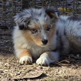 Nica - Blue merle female Australian Shepherd puppy in Clinton, Missouri from RockyTop Hearts