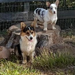 Pembroke Welsh Corgi Puppies from Cartee Corgis