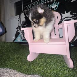 Lola - Tri-colored female Pomeranian puppy in Fredericksburg, Virginia from Designer Dog Society