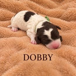 Dobby - Sable male Poodle puppy in Washington, Pennsylvania from Patriotic Poodles