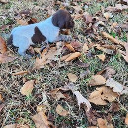 Sweetest 1 - Liver roan female German Shorthaired Pointer puppy in Troy, North Carolina from Uwharrie GSP