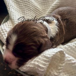 English Springer Spaniel Puppies from Sparks Springer Spaniels
