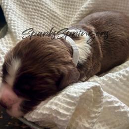 English Springer Spaniel Puppies from Sparks Springer Spaniels