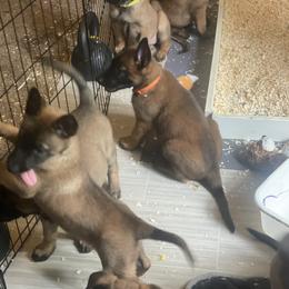 Belgian Malinois Puppies from BlueStone