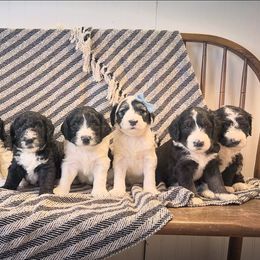 Labradoodles and Sheepadoodles from Marley’s Doodle Ranch