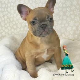 Anna - Blue fawn female French Bulldog puppy in Spokane, Washington from 47 North Frenchies, LLC