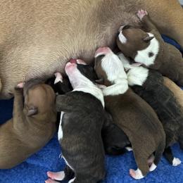 Staffordshire Bull Terrier puppies from Stumptown Staffordshire Bull Terriers