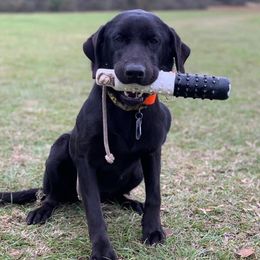 Labrador Retrievers from Southern River Retrievers