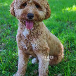 June - Goldendoodle