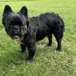 Creed - French Bulldog