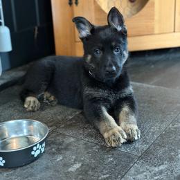 Black female - Bi-color female German Shepherd puppy in Herkimer, New York from Render Kennels