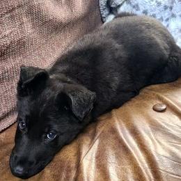 Brown Collar Male - Black male German Shepherd puppy in Cadet, Missouri from Working Valley Shepherds