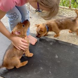 Australian Terrier Puppies from Kevin Kitchen