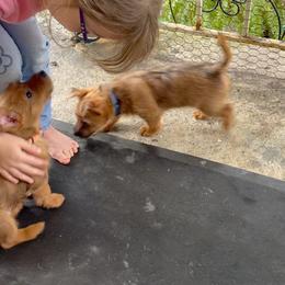 Australian Terrier Puppies from Kevin Kitchen