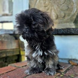 Stetson - Blue male Shih Tzu puppy in Smithville, Georgia from The Luckie Puppy
