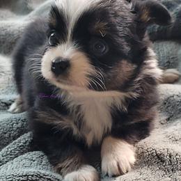 Raine - Black tri female Miniature Australian Shepherd puppy in Deer Park, Washington from Rodeo Aussies