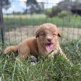 Boy 5 - Red male Nova Scotia Duck Tolling Retriever puppy in Lowell, Indiana from Bearfoot Aussies and Tollers