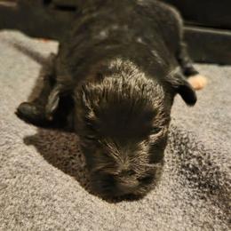 Zuma - Black male Miniature Schnauzer puppy in Elgin, Iowa from Firefly Stables