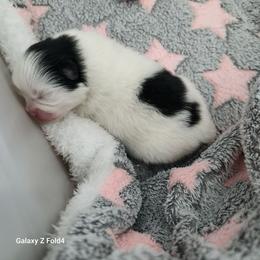 Dolly 3,500 dollars - Black and tan parti female Pomeranian puppy in Amelia, Ohio from Boujee Puff Poms