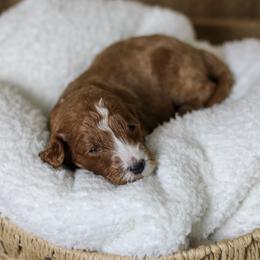 Dopey - Parti male Goldendoodle puppy in Warsaw, Ohio from Lovabledoodles