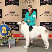 Hansel - Borzoi