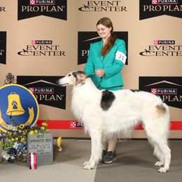 Hansel - Borzoi