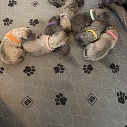 Light pink - Fawn female Cane Corso puppy in Briggs, Texas from Capital City Corso’s