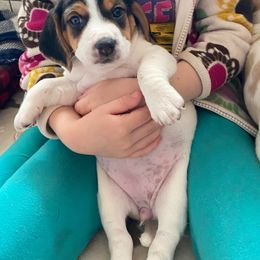 Beagle Puppies from Daisy Mountain Beagles