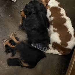 Cavalier King Charles Spaniels and Cavapoos from Okie Cavaliers & Goldens