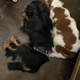 Cavalier King Charles Spaniels and Cavapoos from Okie Cavaliers & Goldens
