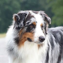 Misha - Australian Shepherd