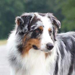 Misha - Australian Shepherd