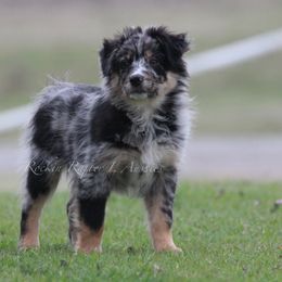 Australian Shepherd Puppies from Rockin Rafter L Aussies