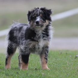Australian Shepherd Puppies from Rockin Rafter L Aussies