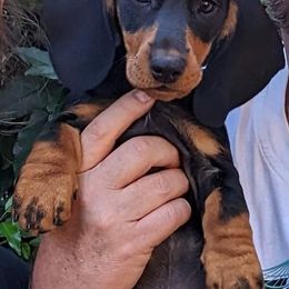 Dachshund Puppies from Von Stutts Tracking Teckels