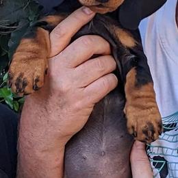 Dachshund Puppies from Von Stutts Tracking Teckels
