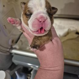 Brindle female 1 - Red brindle female Bulldog puppy in Walhalla, South Carolina from Lowery's English Bulldogs